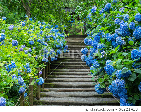 Kita-Kamakura/Meigetsuin 68221418