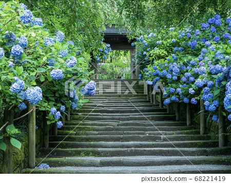 Kita-Kamakura/Meigetsuin 68221419