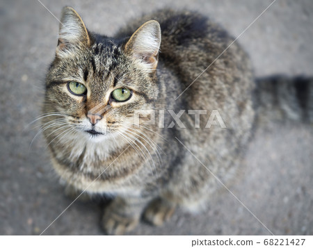 Homeless street cat close-up. Homeless street cat close-up. 68221427