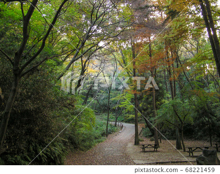 一種森林沐浴方式 68221459