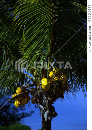 Coconut Palm 68221471