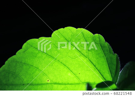 Closeup of portion of green netted veins leaf. 68221548