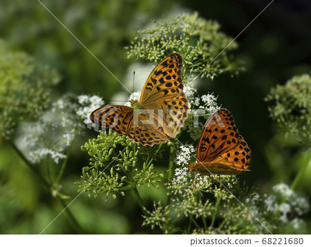 Two orange butterfly "field mother of pearl"  68221680