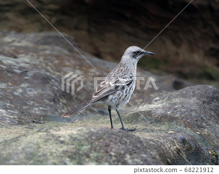 引發進化的鳥類 68221912