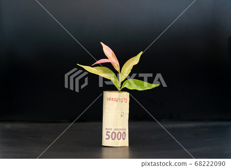 Rolled banknote money five thousand Indonesia Rupiah and young plant grow up with black background. 68222090