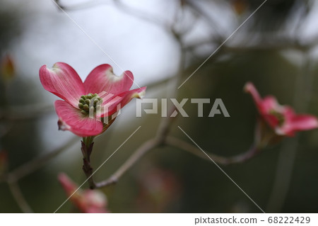 紅山茱wood 68222429