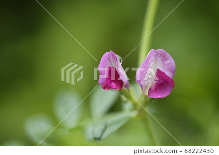 Calla pea flowers and water drops 68222430
