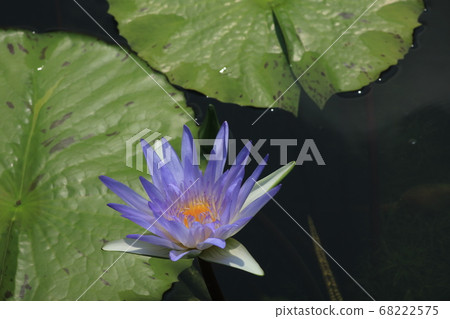 Tropical water lily Tropical water lily 68222575