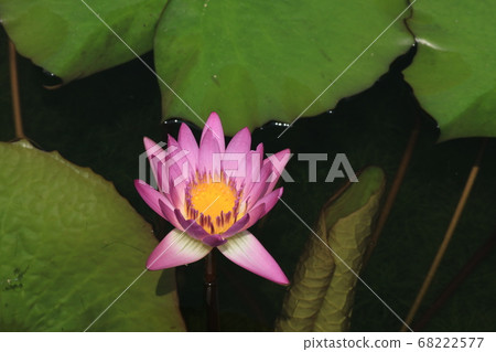 Tropical water lily Tropical water lily 68222577