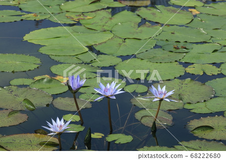 Tropical water lily 68222680
