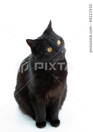 A beautiful black cat poses on a white background A beautiful black cat poses on a white background 68222910