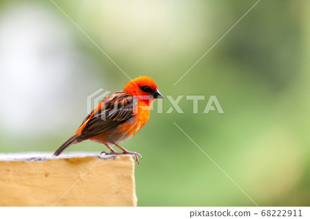 One colorful local bird on the Seychelles One colorful local bird on the Seychelles 68222911