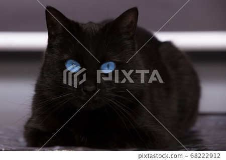 Black cat with blue eyes is watching you Black cat with blue eyes is watching you 68222912