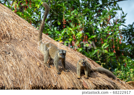 Lemurs on the thatched roof of a building 68222917