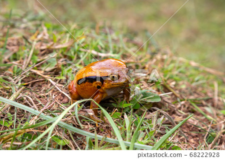 A large orange frog is sitting in the grass 68222928