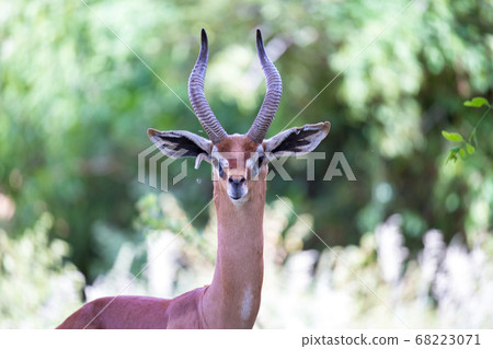 A portrait of a very beautiful antelope A portrait of a very beautiful antelope 68223071
