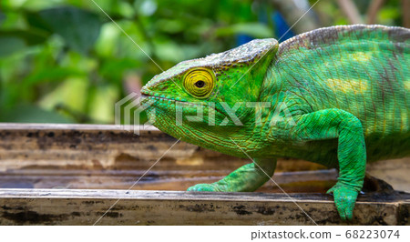 A chameleon in close-up in a national park on A chameleon in close-up in a national park on 68223074