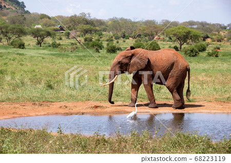 An elephant on the waterhole in the savannah of An elephant on the waterhole in the savannah of 68223119