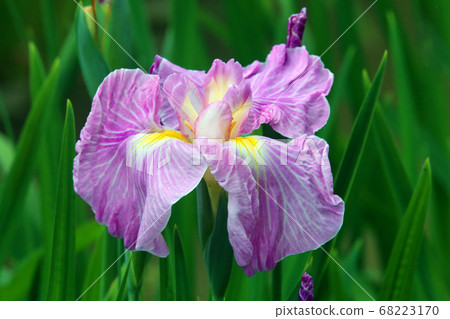 Yoshika Park的鳶尾花 Yoshika Park的鳶尾花 68223170