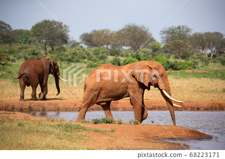 A family of red elephants at a water hole in the A family of red elephants at a water hole in the 68223171