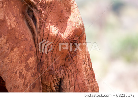 The face of a red elephant in close-up The face of a red elephant in close-up 68223172