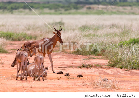 A family of Topi antelopes in the Kenyan savannah A family of Topi antelopes in the Kenyan savannah 68223173