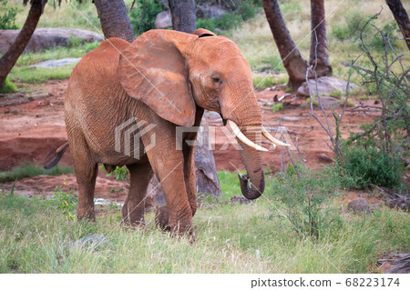 A red elephant walks among the palm trees and A red elephant walks among the palm trees and 68223174