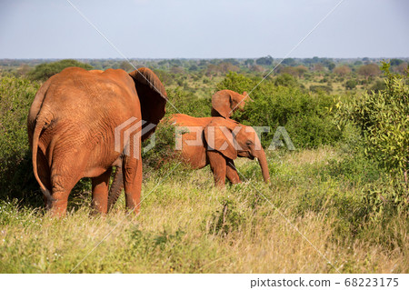 A red elephant family is walking between the bush A red elephant family is walking between the bush 68223175