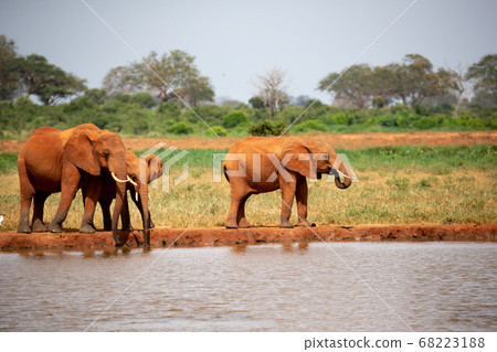 Family of elephants drinking water from the 68223188
