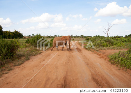 An elephant is crossing the road in the savannah 68223190