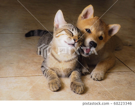 Shiba Inu puppy looks like a little fox Shiba Inu puppy looks like a little fox 68223346