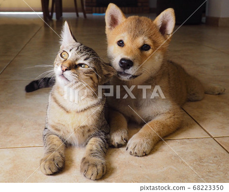 Shiba Inu puppy looks like a little fox 68223350