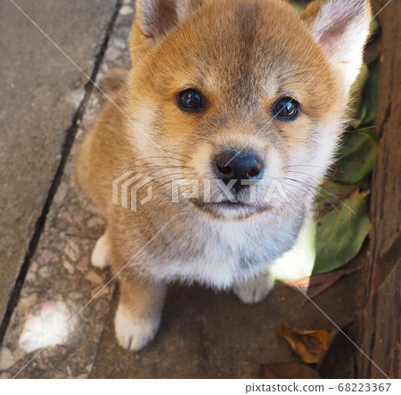 Shiba Inu puppy looks like a little fox Shiba Inu puppy looks like a little fox 68223367