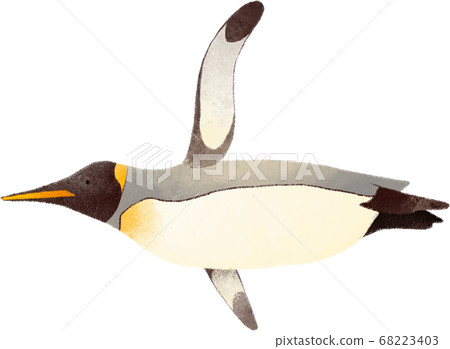 King penguin 68223403