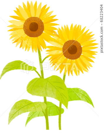 sunflower	 68223404