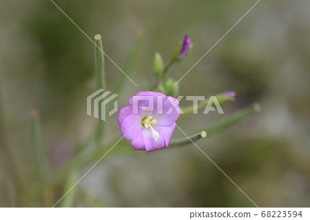 Great hairy willowherb 68223594