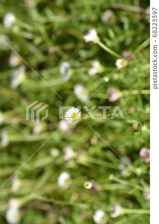 Mexican fleabane Mexican fleabane 68223597