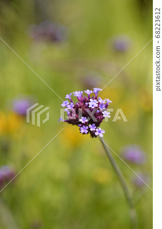 Tall vervain Tall vervain 68223612