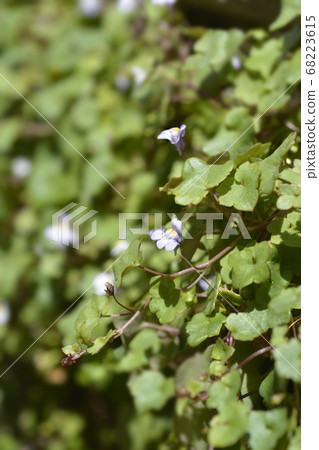 Kenilworth Ivy 68223615