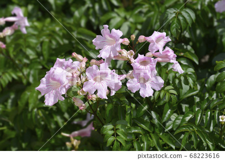 Pink trumpet vine 68223616