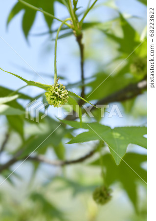 American sweetgum American sweetgum 68223622