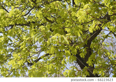 Common horse chestnut 68223623