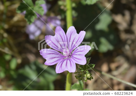 Common mallow Common mallow 68223624