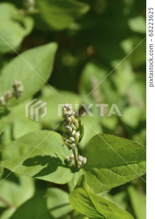 Fuzzy deutzia Flore Pleno Fuzzy deutzia Flore Pleno 68223625