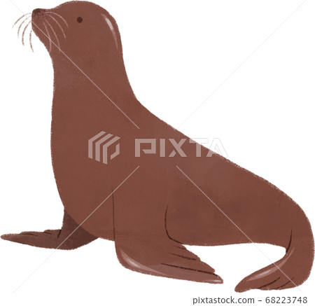 Sea lion 68223748