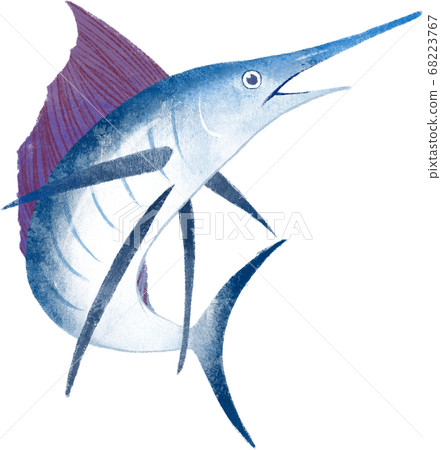 Sailfish -Indo-Pacific sailfish- 68223767