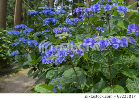 Japanese Temple Hydrangea and Sugi Tree Standing 68223817