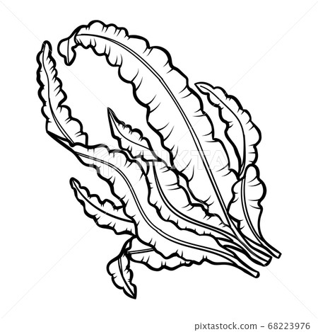 Corals, reef ecosystem fauna, seaweeds, laminaria engraved outlines. 68223976