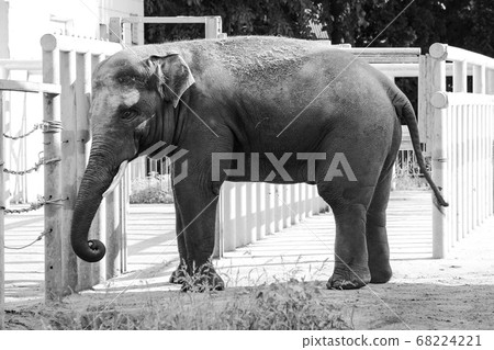 African elephant in the zoo African elephant in the zoo 68224221