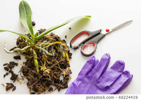 Orchid prepared for transplant lies on the soil for orchids. On the table are scissors, rubber gloves, Orchid prepared for transplant lies on the soil for orchids. On the table are scissors, rubber gloves, 68224419